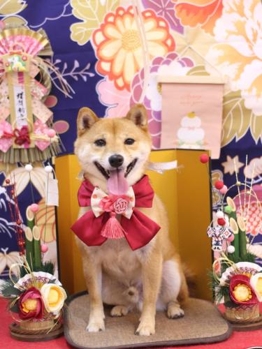 202402124茶々丸くん